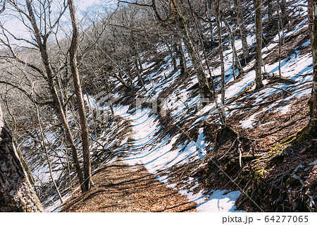 伯母子岳登山道 64277065