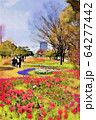 お台場、シンボルプロムナード公園のチューリップの花。流れの花壇（3月）東京都江東区 64277442