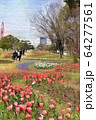 お台場、シンボルプロムナード公園のチューリップの花。流れの花壇（3月）東京都江東区 64277561