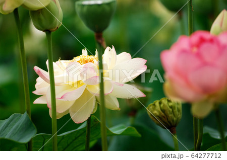 近所の蓮畑 近所の蓮畑 64277712