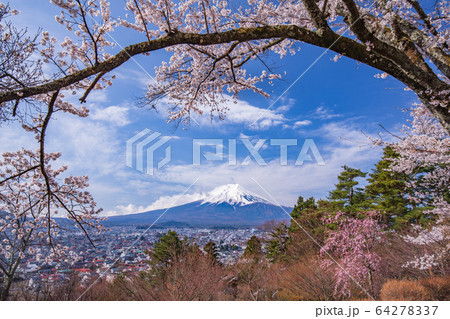 桜越しの富士山 64278337