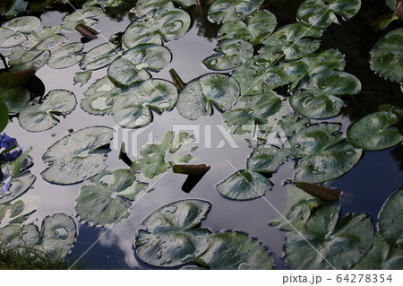 睡蓮の輝葉 ~~・Water lilly leaf・~~ 睡蓮の輝葉 ~~・Water lilly leaf・~~ 64278354