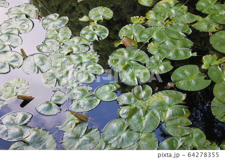 睡蓮の輝葉 ~~・Water lilly leaf・~~ 睡蓮の輝葉 ~~・Water lilly leaf・~~ 64278355