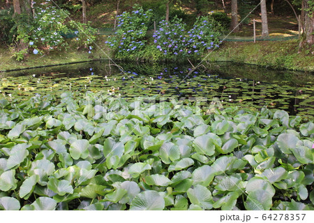 睡蓮の輝葉 ~~・Water lilly leaf・~~ 睡蓮の輝葉 ~~・Water lilly leaf・~~ 64278357