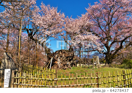 山高神代桜 満開 山高神代桜 満開 64278437