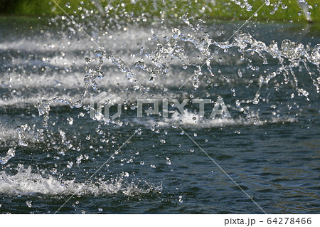 噴水　水しぶき 64278466