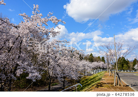 満開の桜 64278536