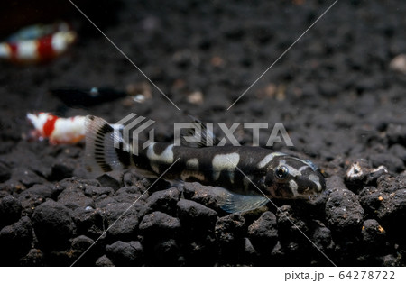 One type of algae eater fish look for food in fresh water aquarium tank 64278722