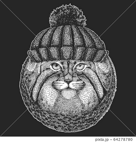 Pallas cat head. Winter knitted hat. Manul head. Wild cat portrait. 64278780