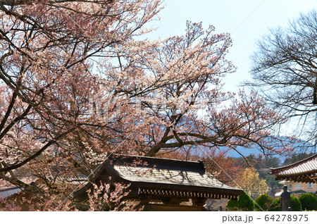 実相寺 桜 実相寺 桜 64278975