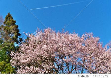 実相寺 桜 実相寺 桜 64278979