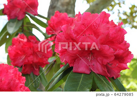 しゃくなげ 64279085