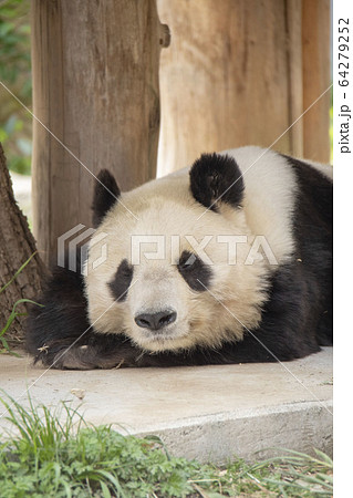 寝ているパンダの写真素材 [64279252] - PIXTA