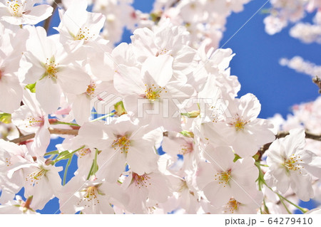 桜 桜 64279410
