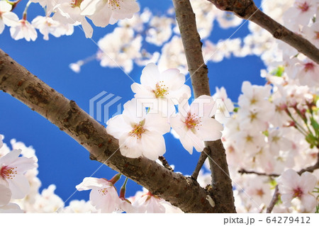 桜 桜 64279412