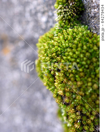 壁面の苔・接写 64279434