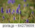 春の野原に咲くムスカリの花 64279609