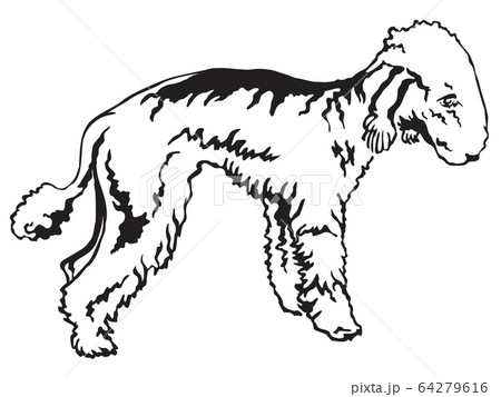 Decorative standing portrait of Bedlington Terrier 64279616