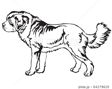 Decorative standing portrait of St. Bernard Dog Decorative standing portrait of St. Bernard Dog 64279620