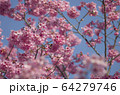 青空に咲く満開の桜の花 64279746