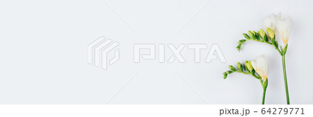 Floral background. Freesia flowers on a white background. Floral background. Freesia flowers on a white background. 64279771