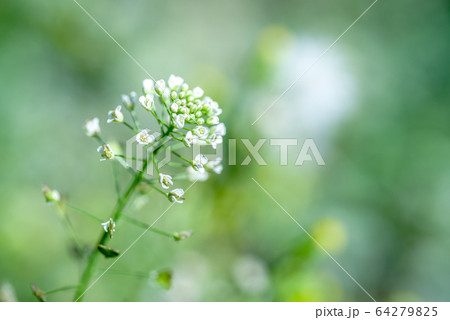 クローズアップで撮影したナズナの花 64279825