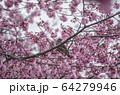 サクラにとまるヒヨドリ 64279946