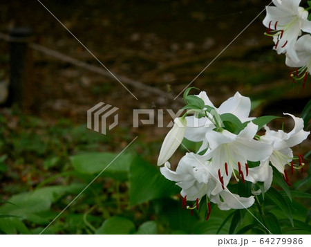 カサブランカ 64279986