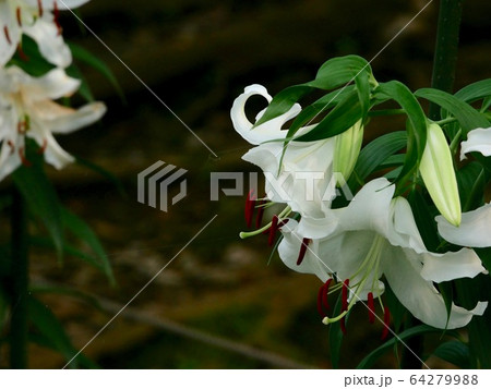 カサブランカ 64279988