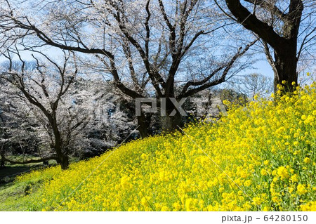 北本市 桜堤と菜の花 北本市 桜堤と菜の花 64280150