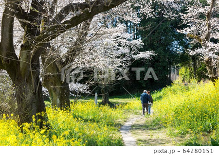 北本市　桜堤と菜の花 64280151