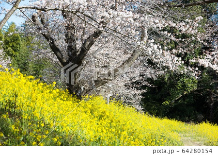 北本市　桜堤と菜の花 64280154