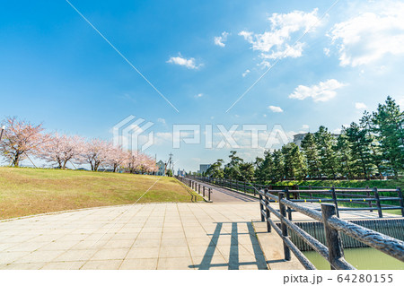 日光街道 国指定名勝 草加松原と桜の風景 日光街道 国指定名勝 草加松原と桜の風景 64280155