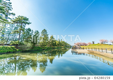 日光街道 国指定名勝 草加松原と桜の風景 64280159