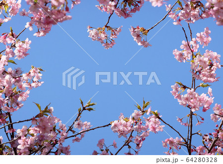 桜の飾り 桜の飾り 64280328