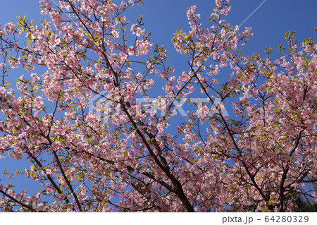 寒桜満開 64280329