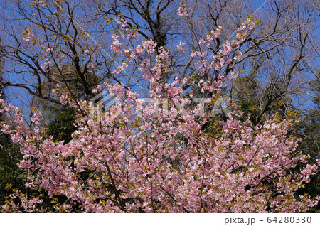 寒桜満開 寒桜満開 64280330