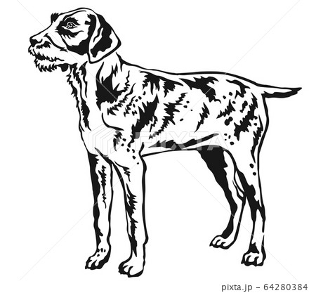 Decorative standing portrait of German Wirehaired 64280384