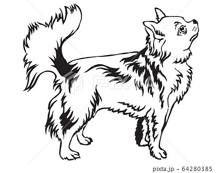 Decorative standing portrait of Longhaired 64280385