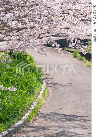 桜 桜 64280540