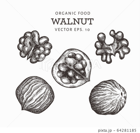 Hand Drawn Sketch Walnut Set Organic Food Vectorのイラスト素材