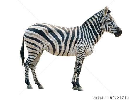zebra isolated 64281712