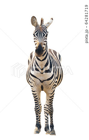 zebra isolated 64281719