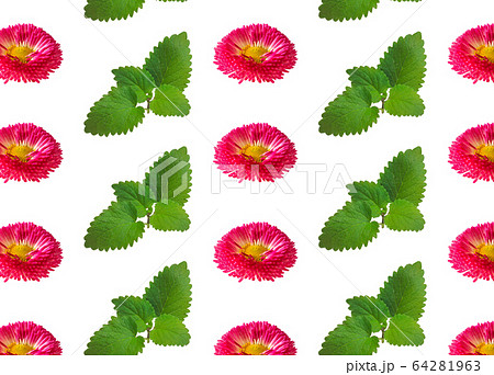 Daisy flowers regular pattern white background. Daisy flowers regular pattern white background. 64281963
