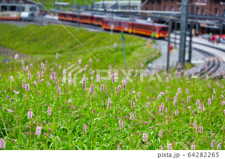 スイスアルプス 64282265