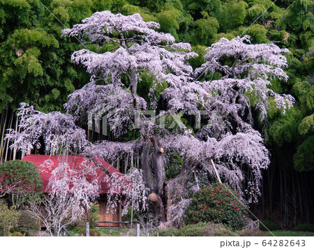 [福島県]_雪村桜_04 64282643