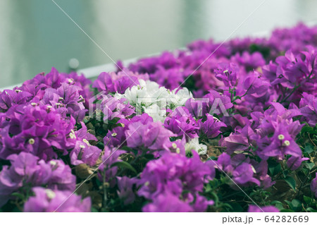 Purple flowers field and white flowers in the park in the afternoon Purple flowers field and white flowers in the park in the afternoon 64282669
