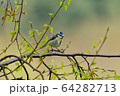 青い鳥 64282713
