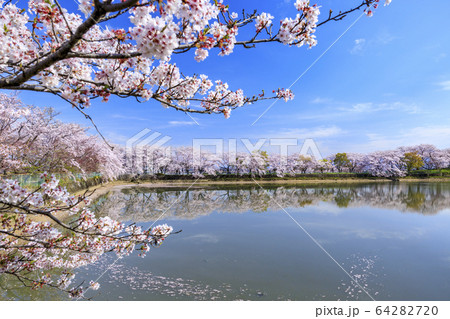 藤原宮跡 満開の桜と菜の花 藤原宮跡 満開の桜と菜の花 64282720