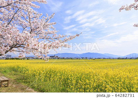 藤原宮跡　満開の桜と菜の花 64282731
